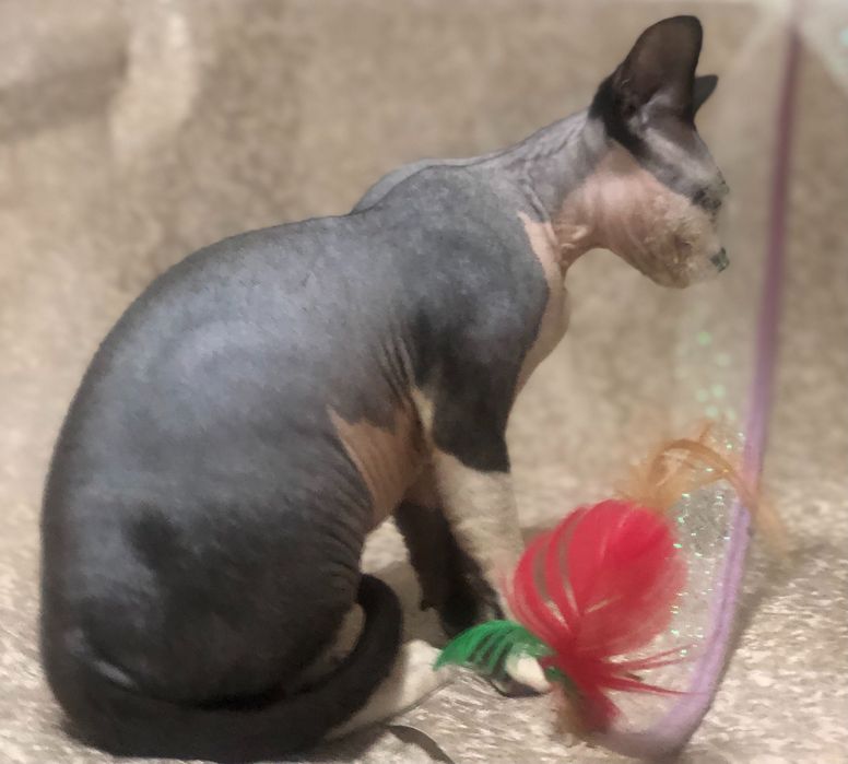 Кошеня Девон рекс