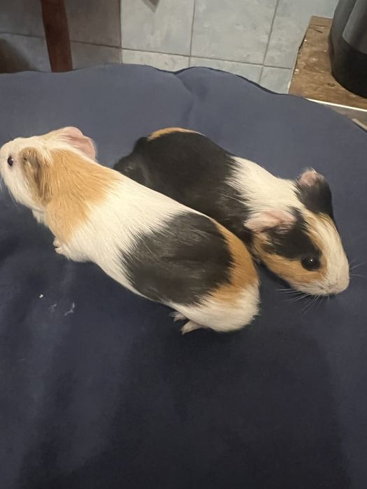 Морські свинки.