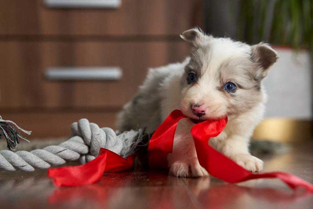 Cudowna suczka Border Collie blue merle - Sisi.
