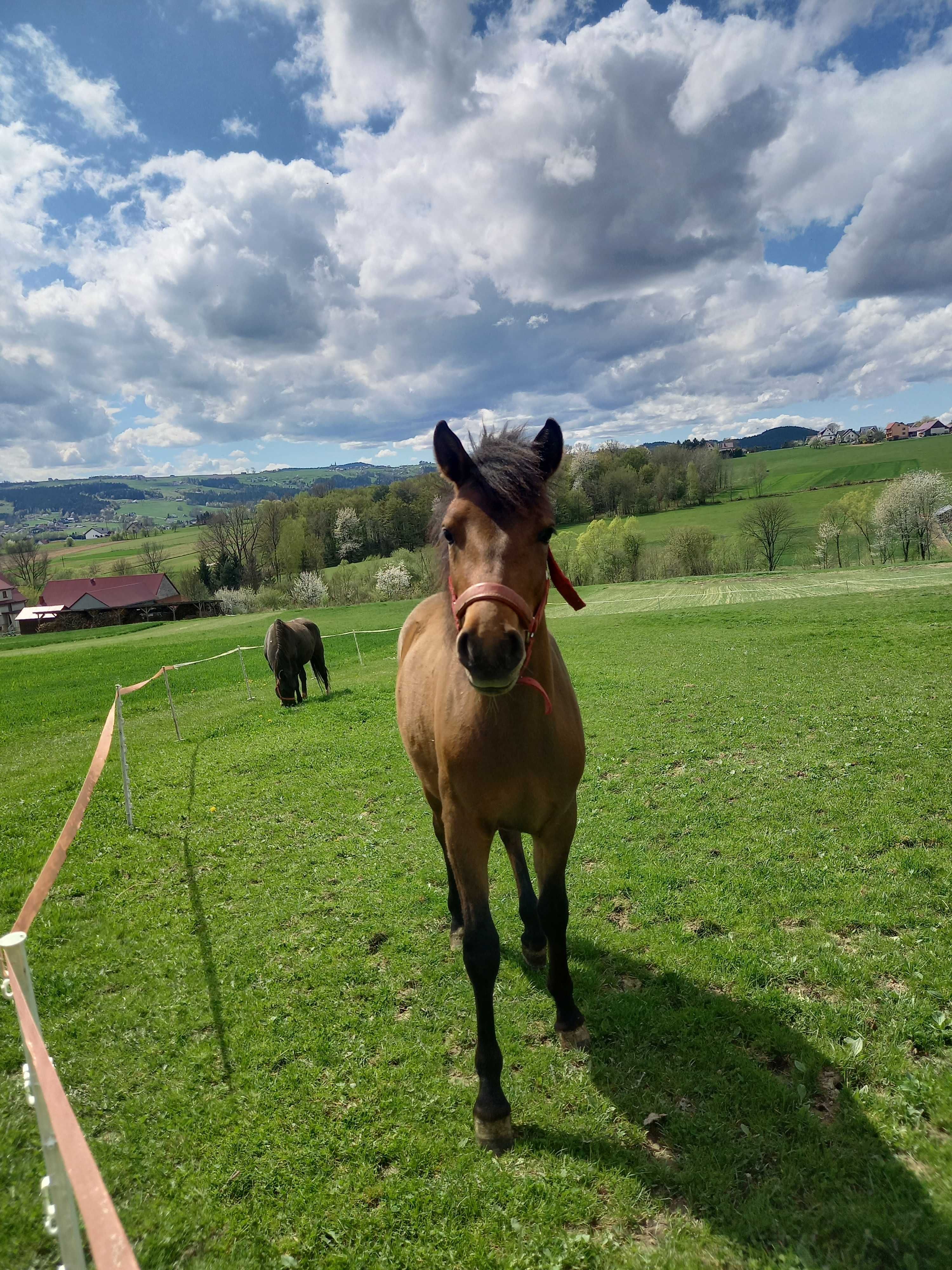 Wałach huculski, Hucuł 1 lat,
