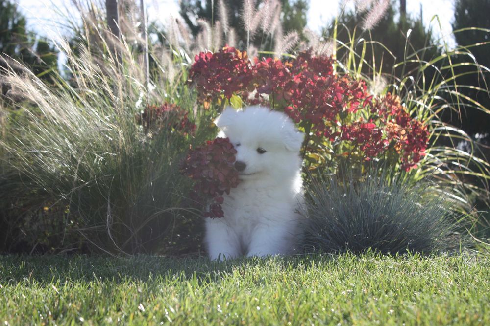 Samojed, Samoyed - suczka po championach ZKwP