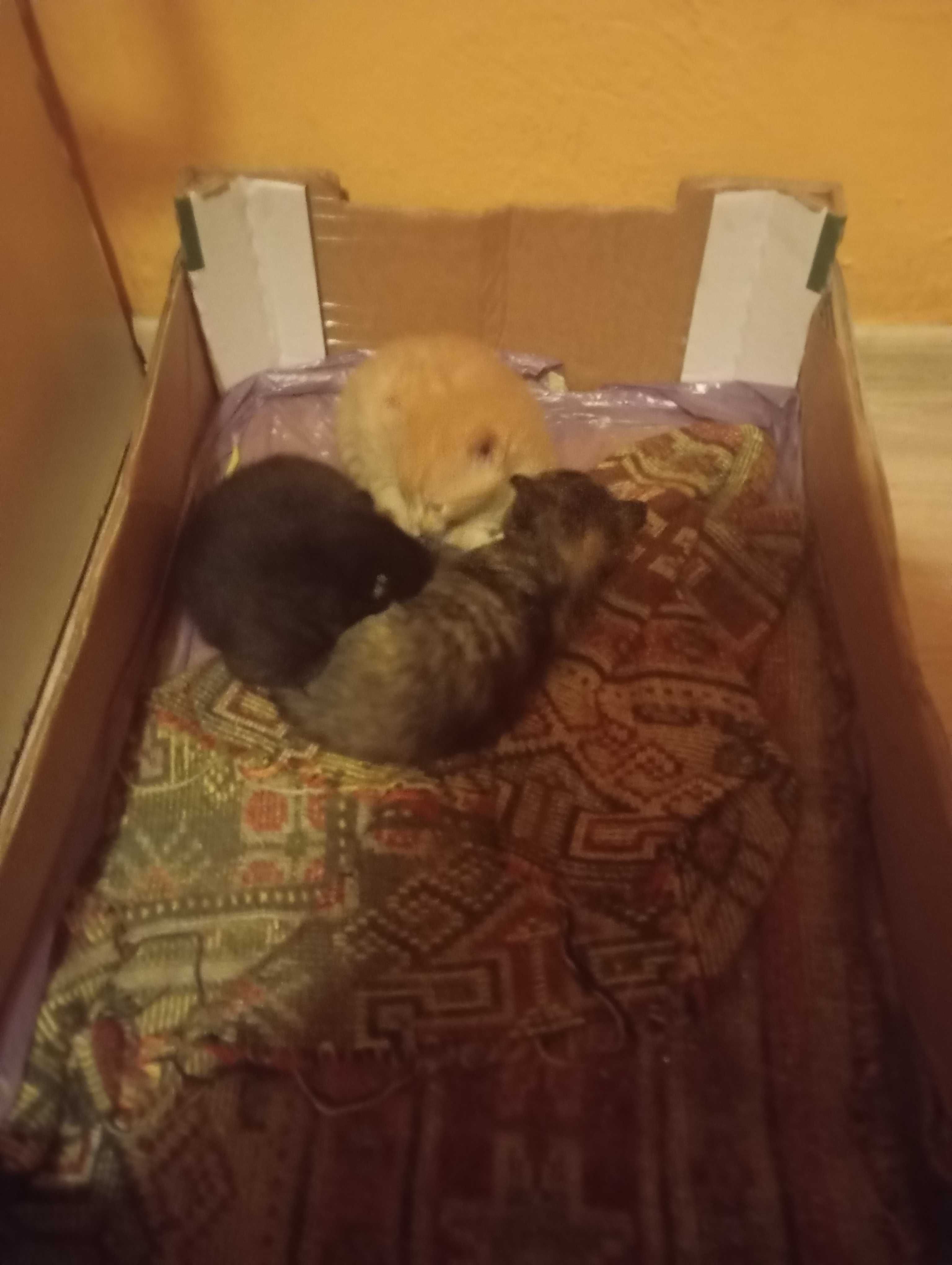 Oddam za darmo w dobre ręce trzy kotki dwu miesięczne