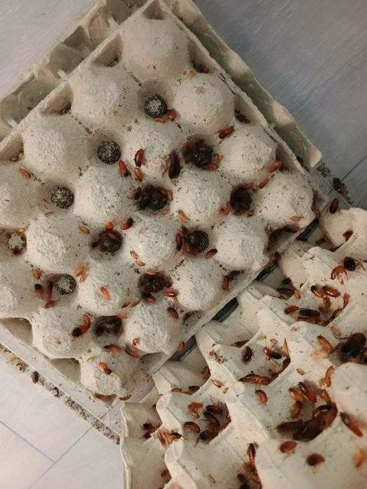 Karaczany tureckie karmowka