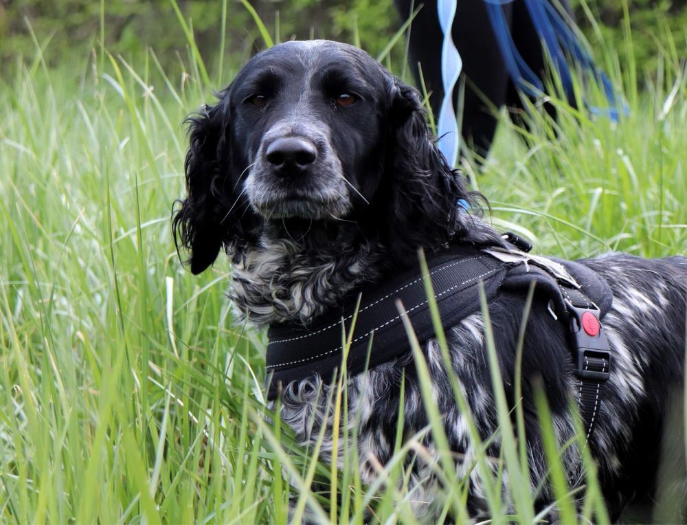 Lejdi szuka domu mix springer spaniel 1,5 roku