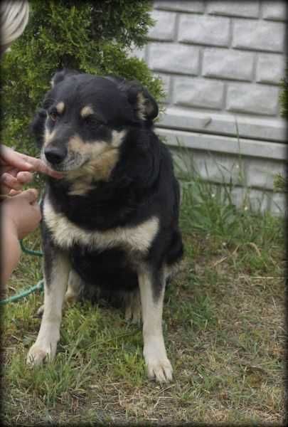 Mito - spokojny psiak poleca się do adopcji