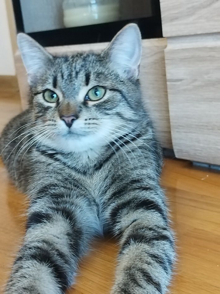Przepiękny Ramzes do adopcji