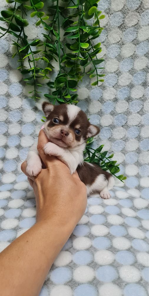 Estupendo Chihuahua de Qualidade. Linhagem Russa