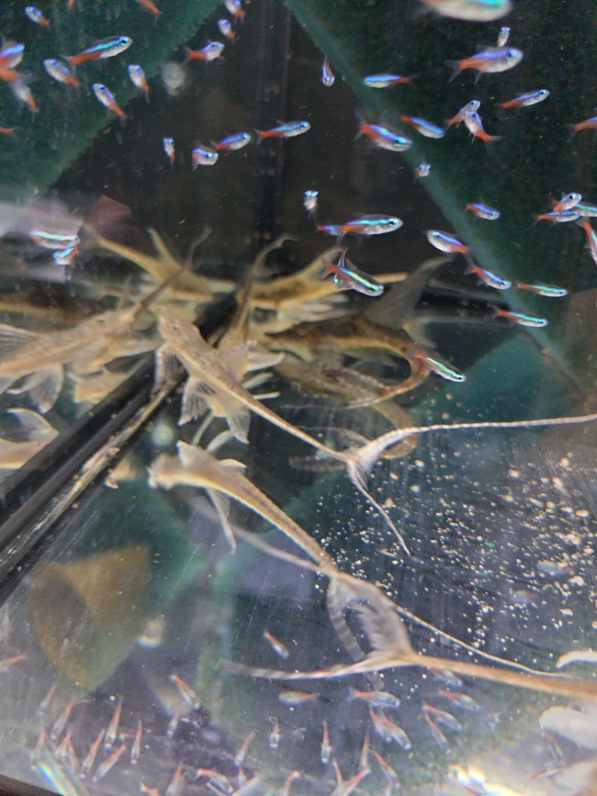 Sturisoma aureum F1 od Neon Zoo
