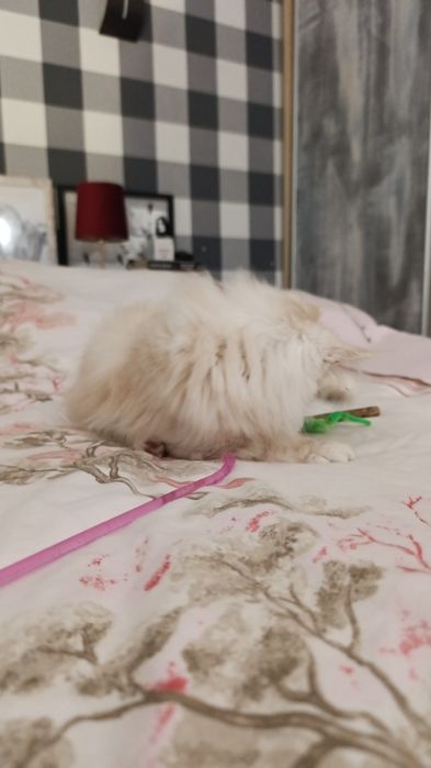 Ruda srebrna kotka do hodowli z prawami