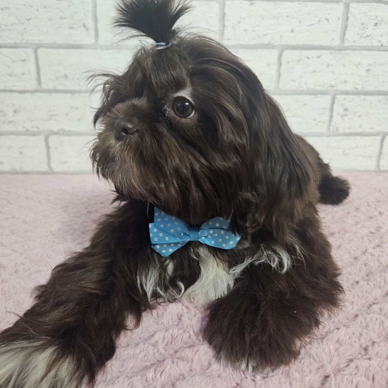 Shih Tzu samiec czekoladowy