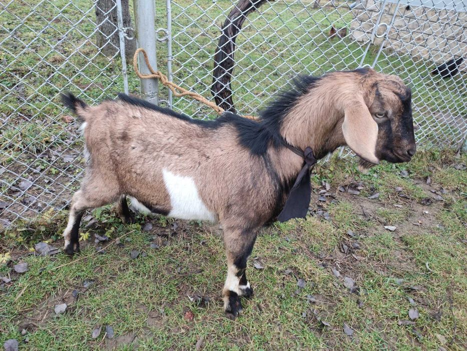 Породистий цап, весняний