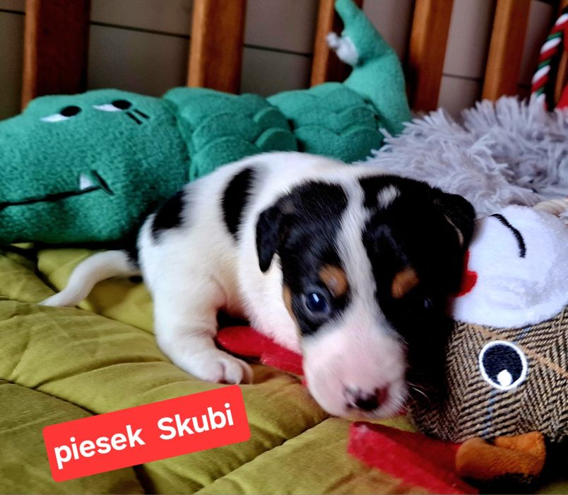 Piesek Jack Russell odbiór  9 listopada 2025r RODZICE W HODOWLI