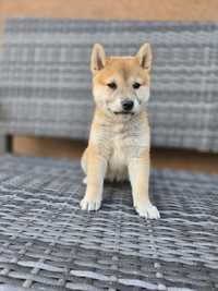 SHIBA INU suczka szczeniak czerwony Wrocław do odbioru