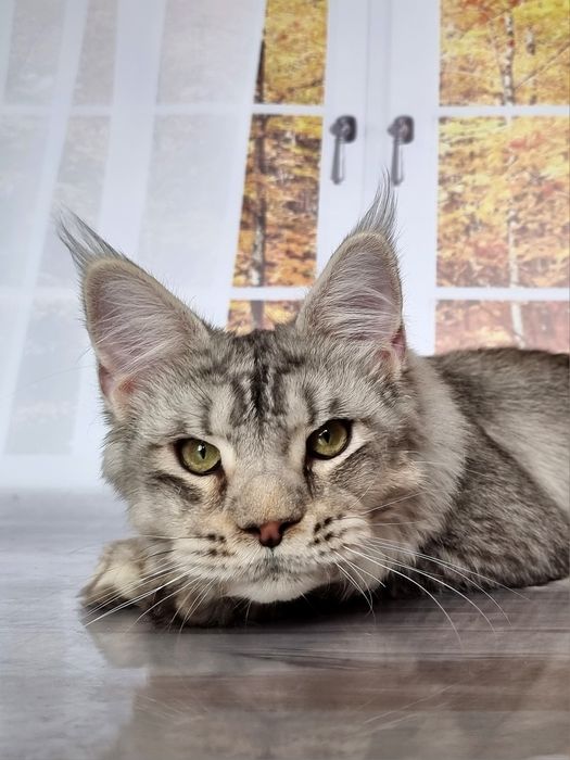 Супер красивые котята