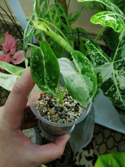 Алоказия много сортов.