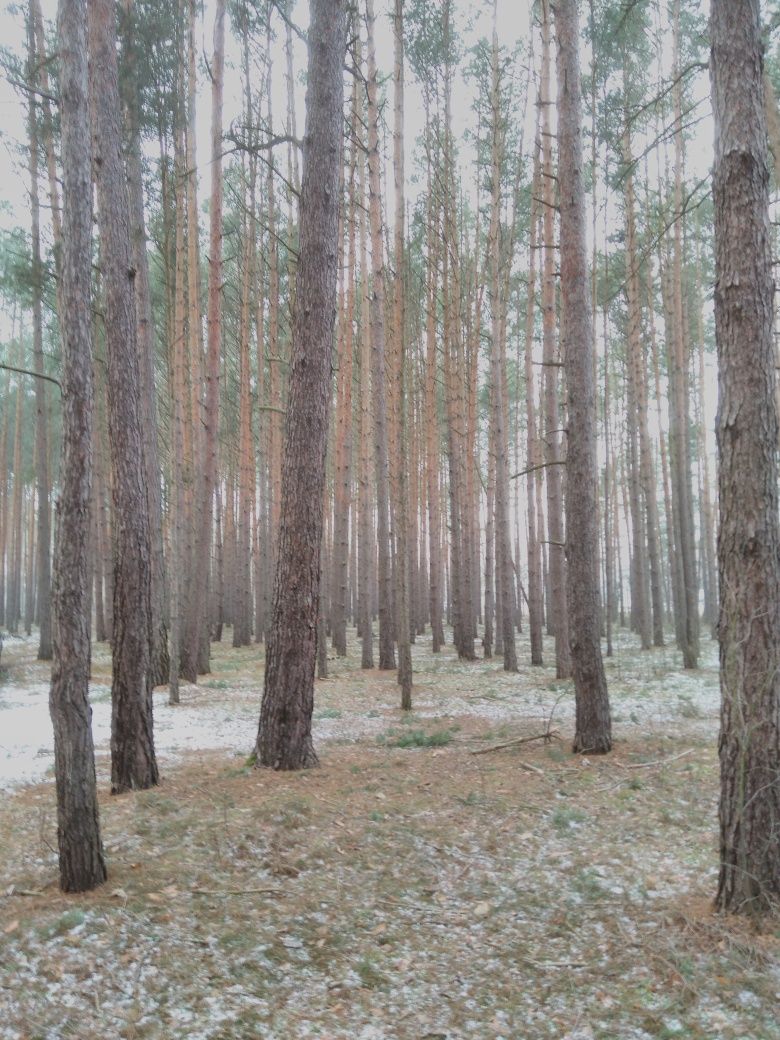 Sprzedam las sosnowy