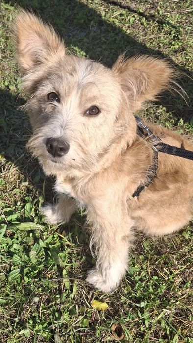 Собака, собачка стерилізована