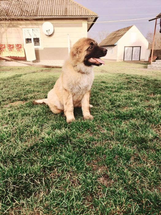 Кавказька вівчарка