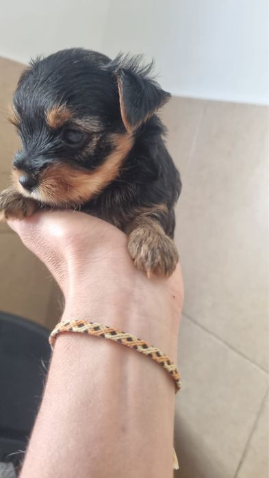 Yorkshire terrier machinho