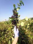 Aronia owoce. Wysyłka.