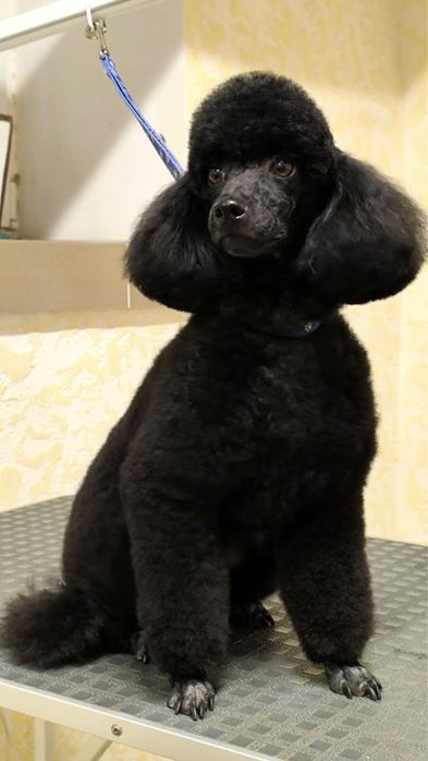 Стрижка Груминг Південне