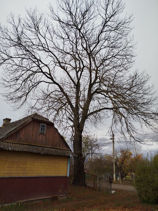 Безкоштовно віддам ясена