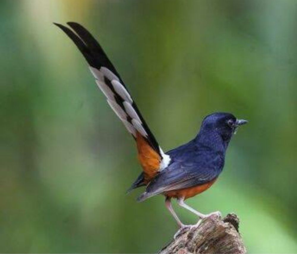 Shama copsychus malabaricus