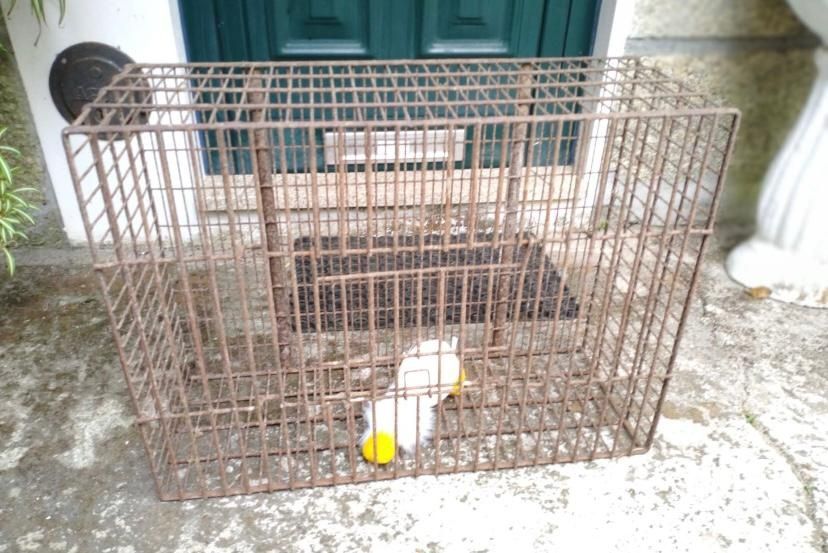 Transportadora De Animais