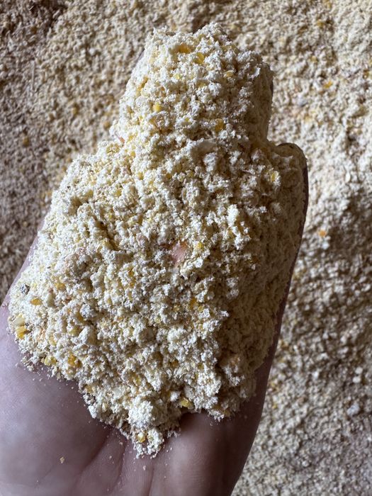 Kukurydza cała bądz mielona dla kur , ryb …..