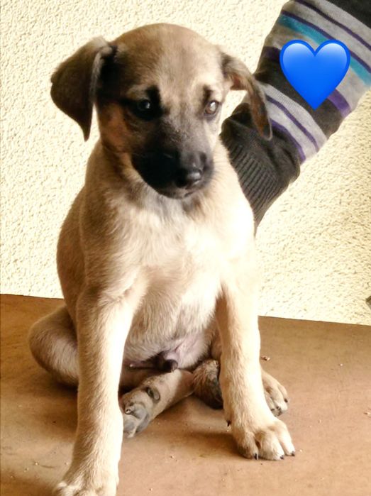 Bebés para adoção responsável