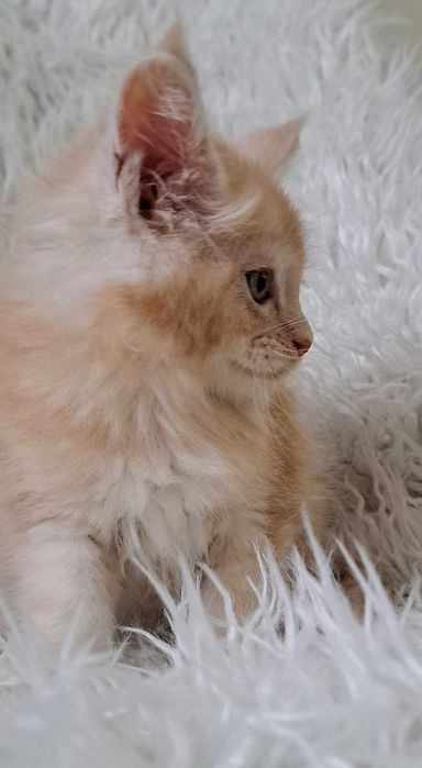 Puchaty pieszczoch Maine Coon