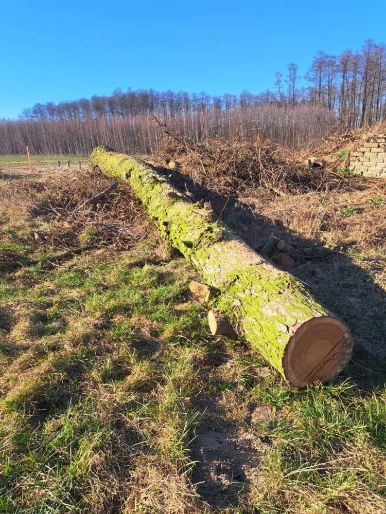 Kłoda, modrzewia, grube tartaczne, kłoda dębu tartacznego