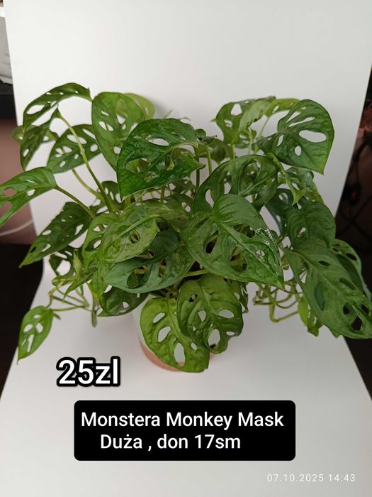 Maria Plants sadzonki