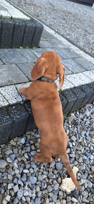 Jamnik krótkowłosy rudy merle piesek!