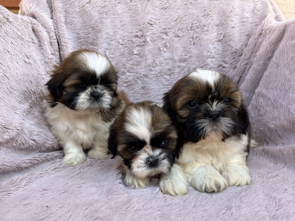 Suczka SHIH TZU Żyrardów