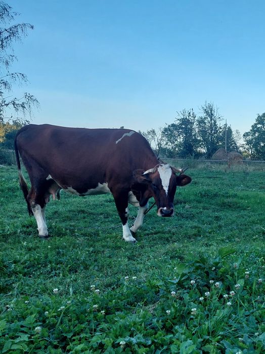 Продається корова