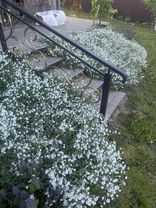 Продам надлишки квітів з власного саду. Ясколка, ломикамінь, очіток.