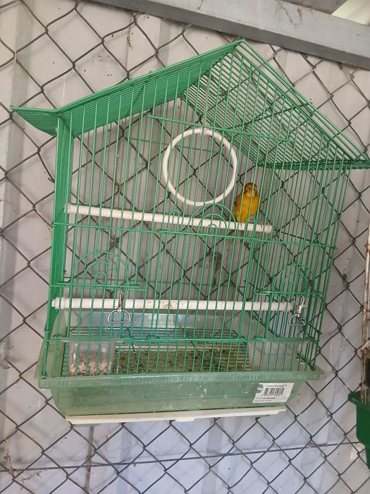 Vendo gaiola co. Canário