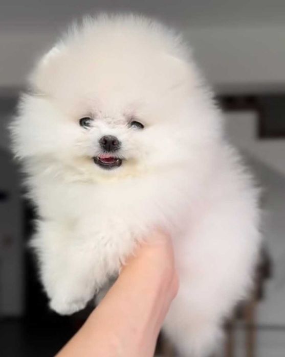 Okazja!!! Promka na pomka!!!Mały miś pomeranian mini