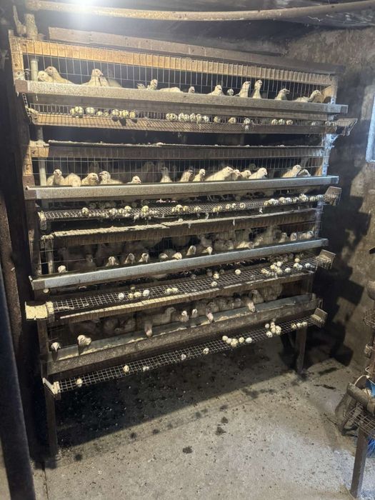 Перепелиная мини ферма