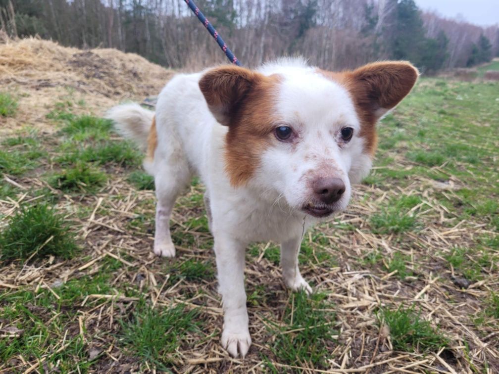 Mieszko do adopcji