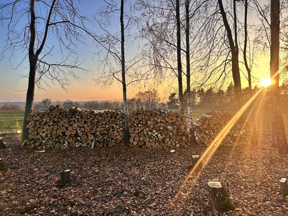 Drewno opałowe brzoza