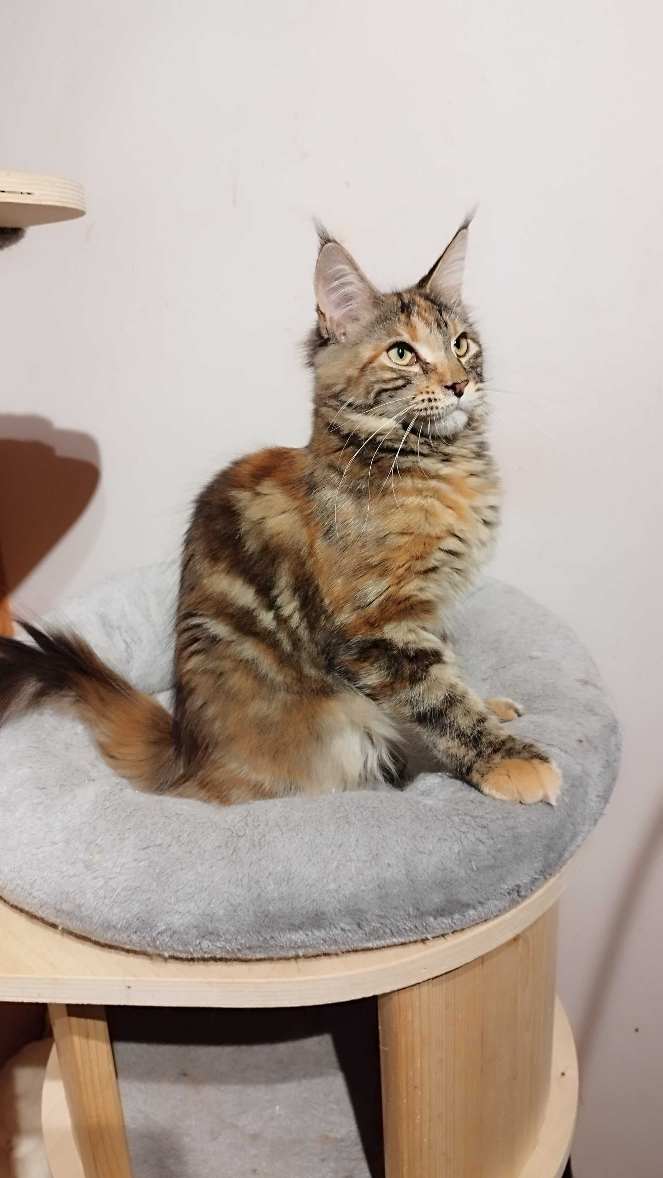 Koteczka Zosia Maine coon