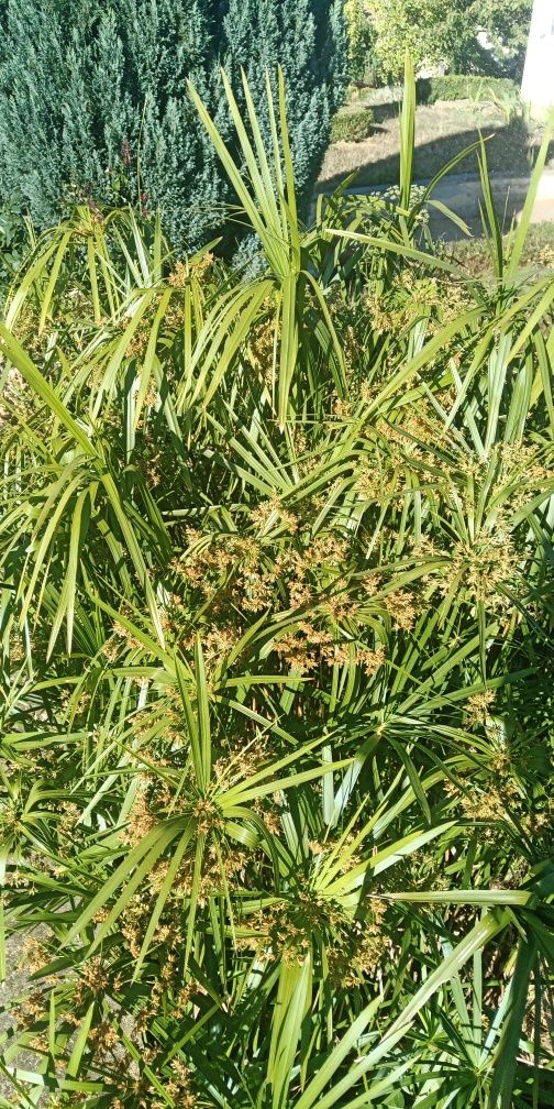Papyrus-anão (Cyperus Alternifolius)