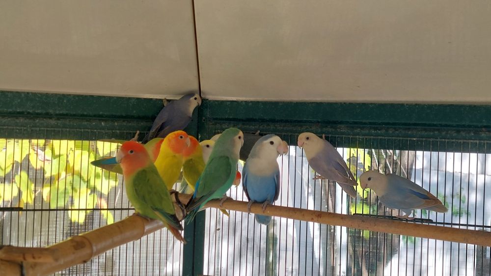 Rosicolies várias mutações