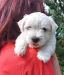 West highland white terrier piesek