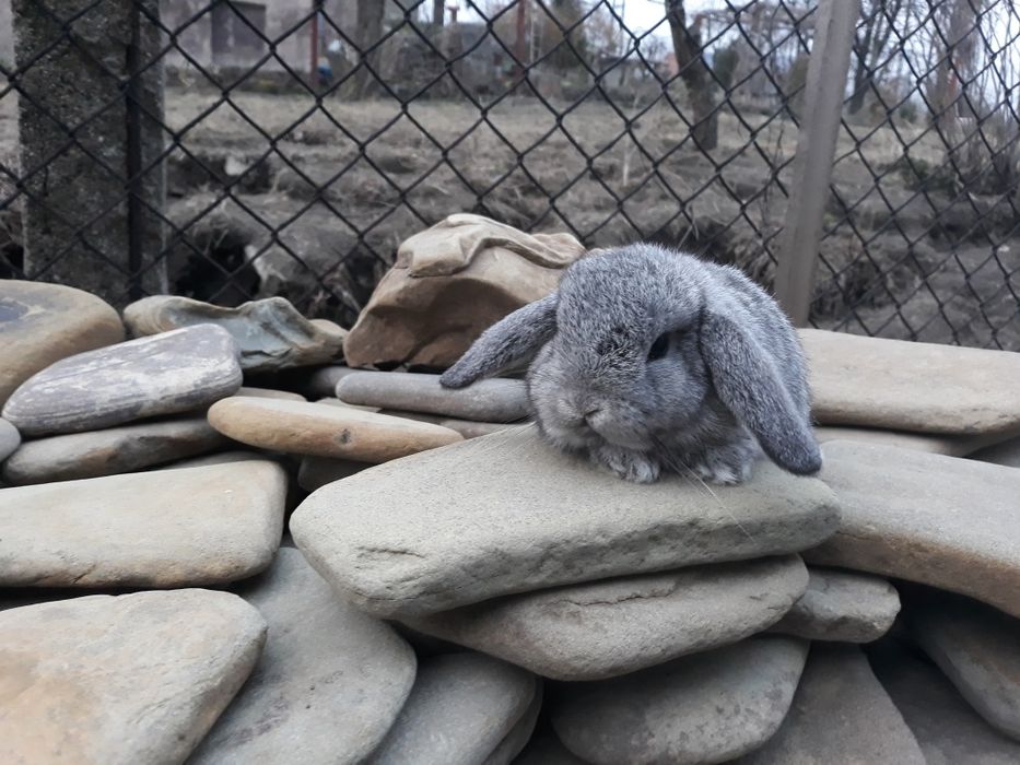 Królik karzełek baranek szynszyla młody mini lop