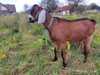 Цап (козел) англо-нубійської породи (нубієць) для покриття кози