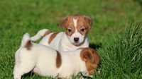 Jack Russell Terrier ZKwP FCI - wystawowa  suczka PEGI