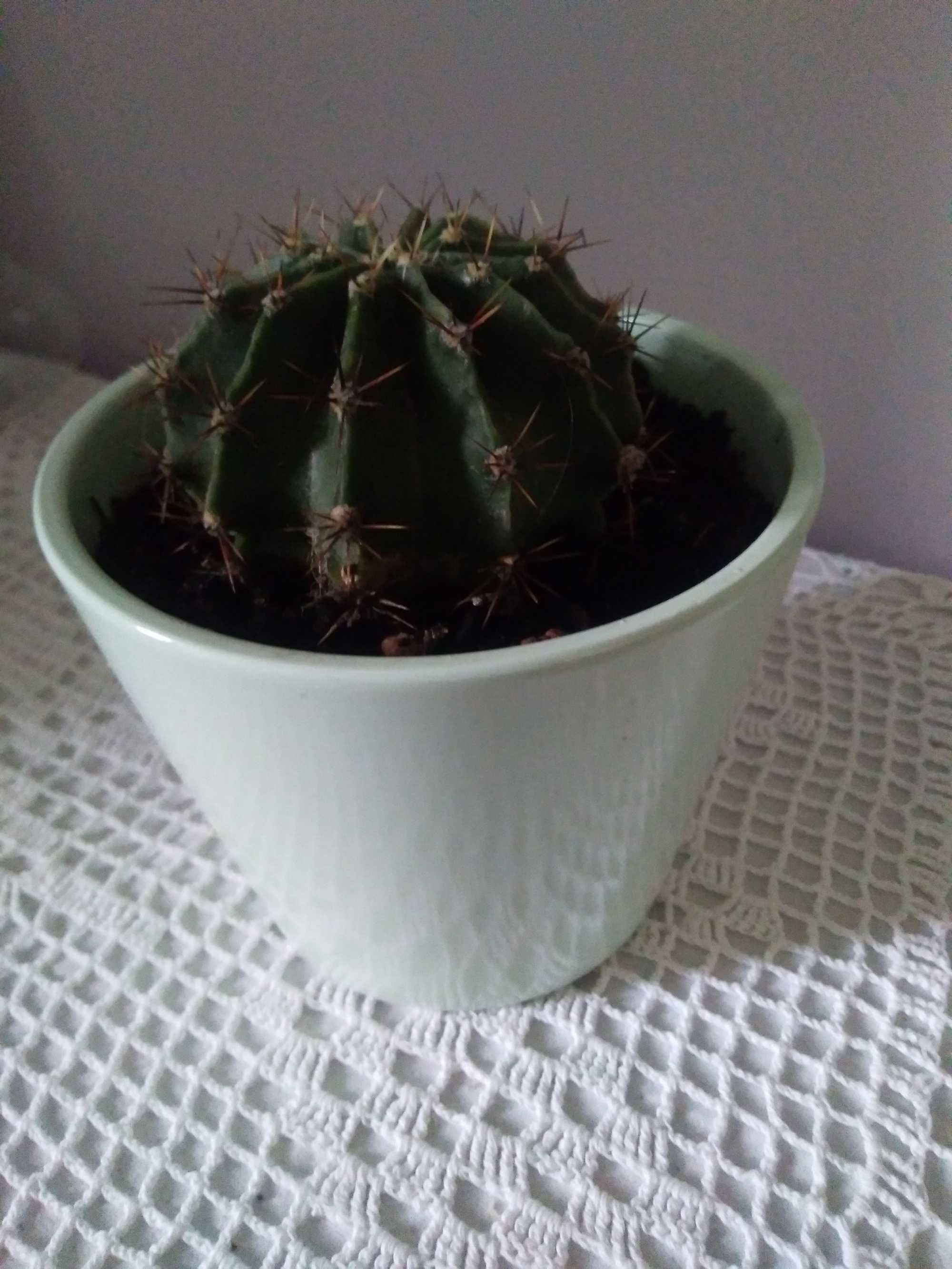 Echinopsis kwitnący kaktus roślina żywa doniczkowa zielona